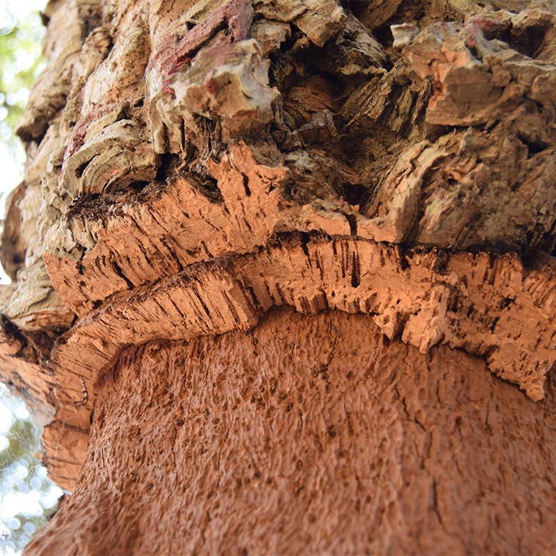 cork bark