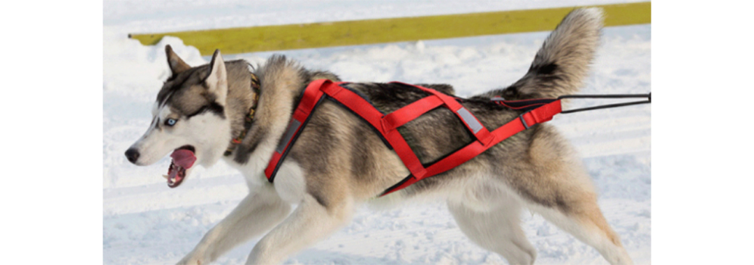 Sports Dog Harness Sports Dog Harness